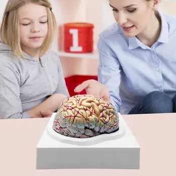 Modelul Creierului Uman Precisă De Anatomia Creierului Elemente De Recuzită Pentru Știință Clasă Studiu De Afișare De Predare Medicale Recuzită Model