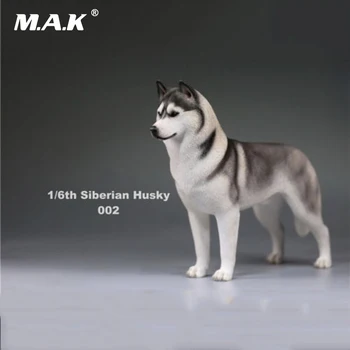 În stoc 1/6 Acțiune Figura Accesoriu Husky Siberian de Simulare de Animale Xvi-002 Câine Jucării Modelul de 12 inci de Acțiune Figura